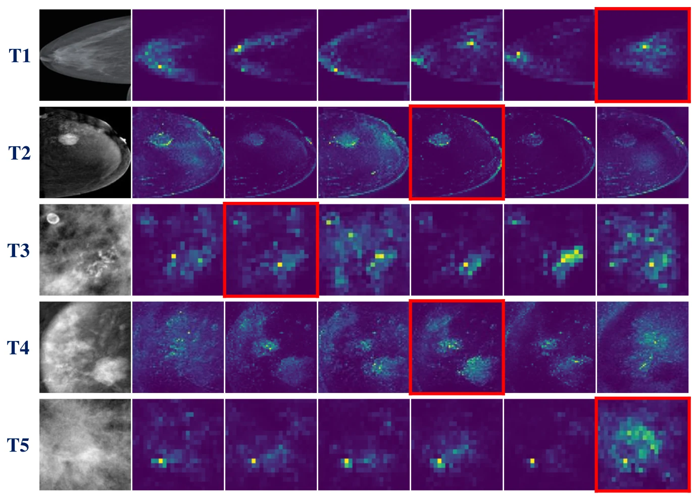 Grid of five task rows, each showing an input mammogram followed by six DINO attention maps, with the selected head outlined in red