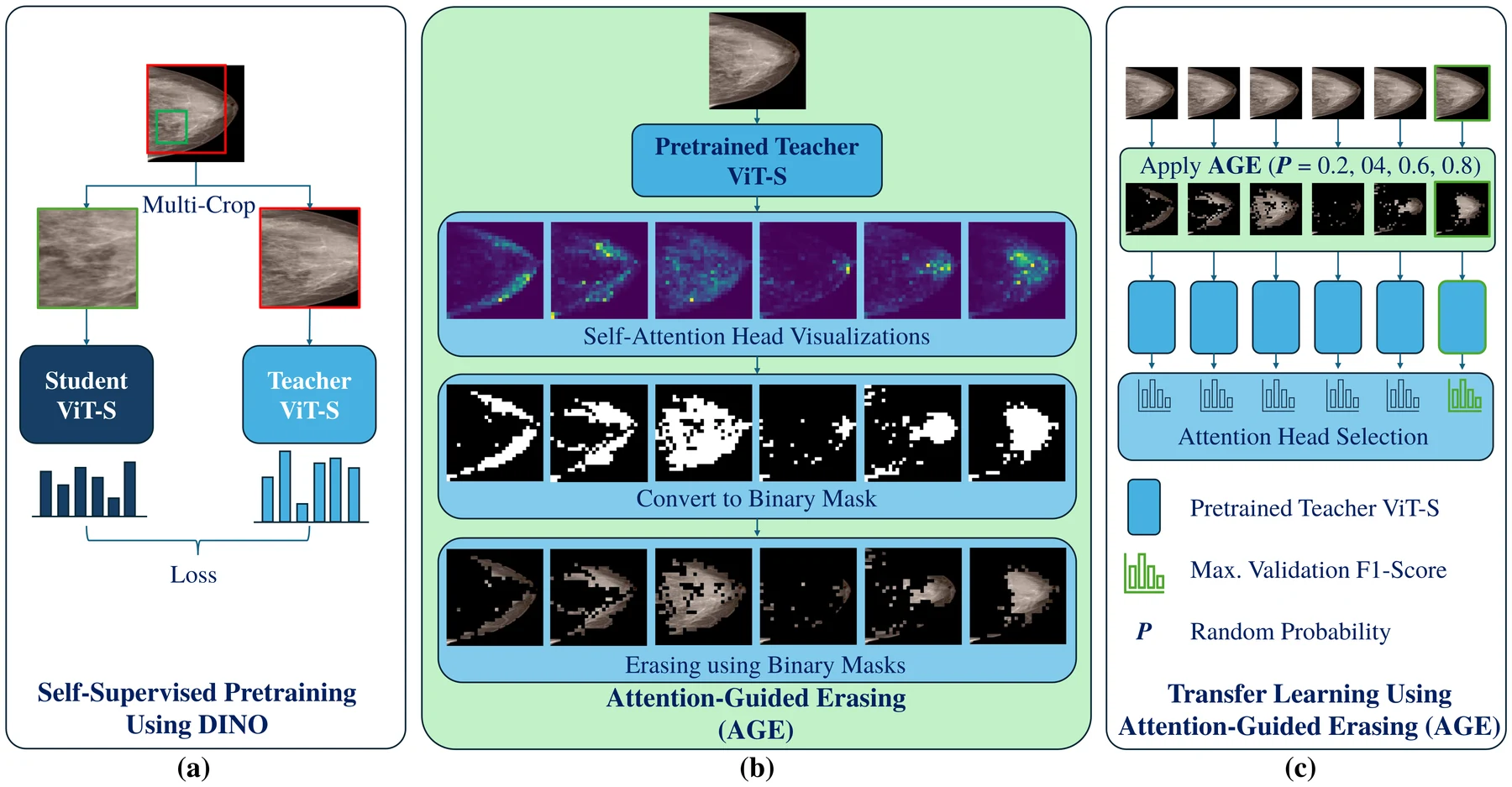 Three-panel diagram: DINO self-supervised pretraining with a student and teacher ViT-S, conversion of six attention heads into binary masks and erased images, and transfer learning with attention-head selection by validation F1