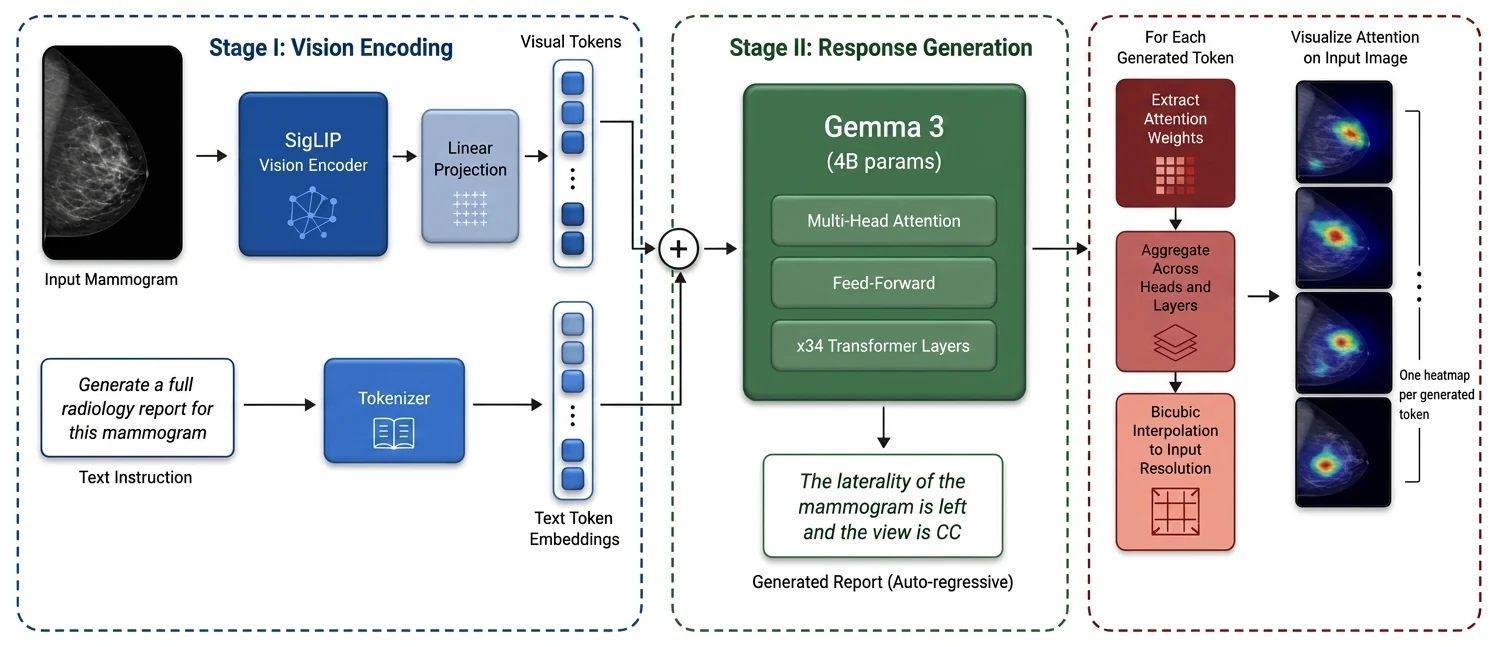 Three-stage architecture: an input mammogram through a SigLIP vision encoder and linear projection into visual tokens, a text instruction through a tokenizer into text token embeddings, both combined into a Gemma 3 4B model with 34 transformer layers generating a report autoregressively, then attention weights extracted per token, aggregated across heads and layers and bicubically interpolated to produce one heatmap per generated token