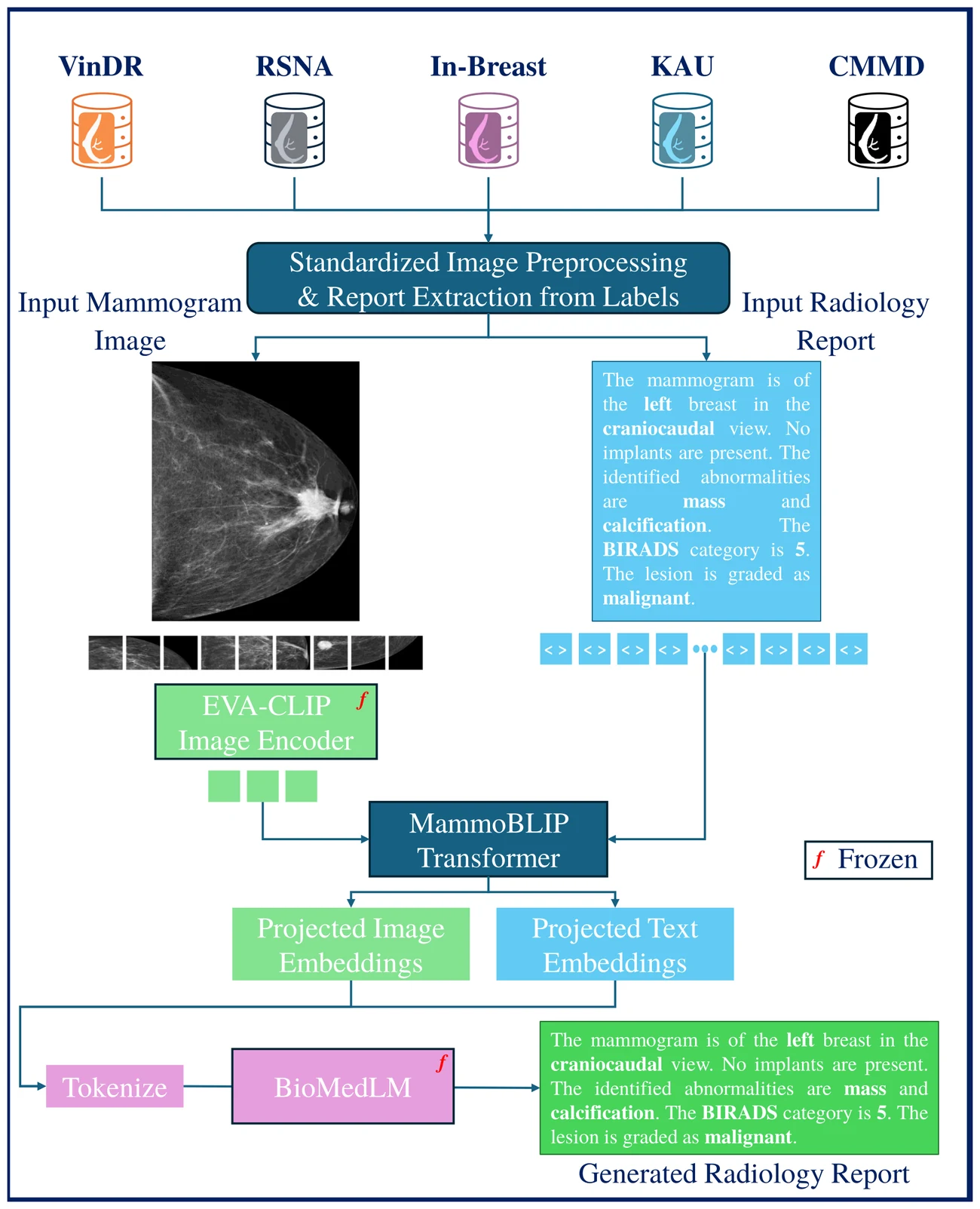 MammoBLIP pipeline: five public dataset sources feed a standardized preprocessing step; a mammogram goes through a frozen EVA-CLIP image encoder and the paired report through a tokenizer, both into the MammoBLIP transformer, whose projected embeddings drive a frozen BioMedLM to produce a generated radiology report